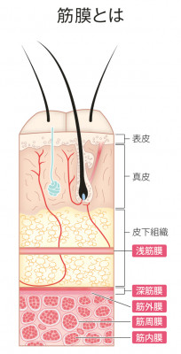 筋膜のイメージ